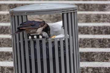 Crow is looking for food in the public trash bin on the building background in the city environment of Stavanger, Norway