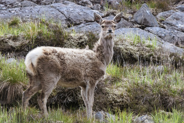 Red Deer
