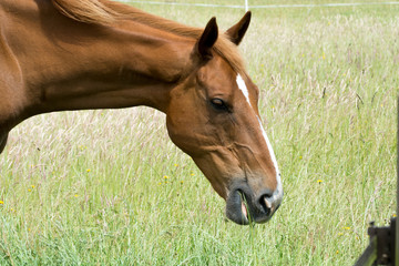 Naklejka na ściany i meble Horse outside grazing in a sunny field of grass
