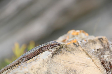 Gecko in Frankreich