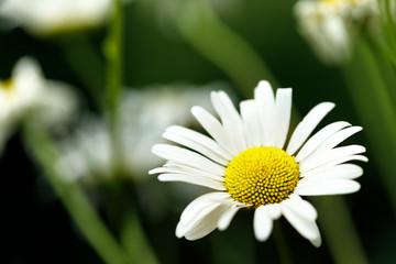 Obraz premium daisy flower on sunny summer day