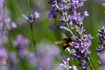 lavender flower in flower garden.