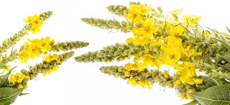Verbascum densiflorum - mullein flower isolated on a white background