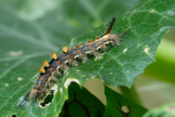 Raupe vom Schlehen-Bürstenspinner (Orgyia antiqua)