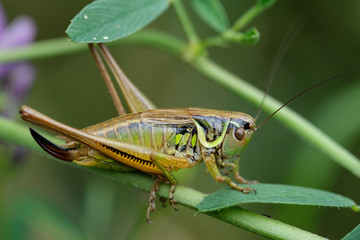 Grashüpfer zwischen Halmen