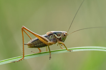 Grashüpfer auf Grashalm