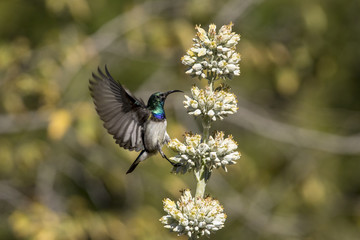 Sun-bird with open wings at a white flower on a blurred bushy background