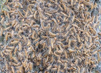 Dead Oak Processionary