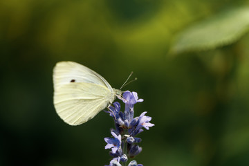 butterfly on flower of lavender