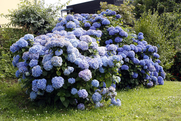 Hortensia bleu © WWPhotography