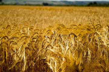 Field of golden wheat ripening ready for harvest   