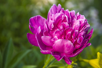 Big pink peony flower