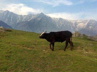 Fototapeta na wymiar highland black cow on the green meadow snow mountains