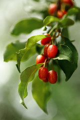 branch with fresh ripe goji berries
