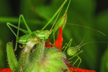 Close up of two grasshoppers on a piece of a red flower