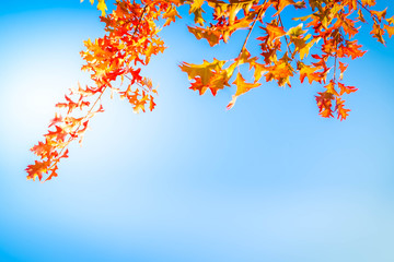 Fototapeta na wymiar Vibrant fall foliage