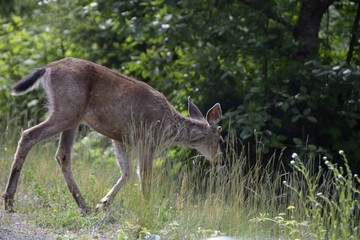 deer on the side of the road descending into the forest