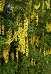 Naklejka premium closeup of the trailing flowers on a Golden Shower tree, Vancouver Island 