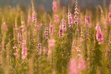 Field of pink wildflowers on green grass at summer sunset