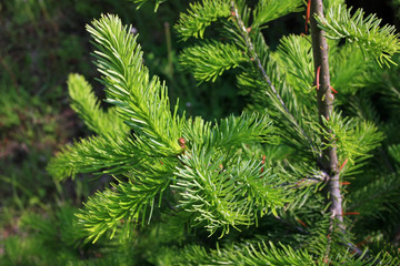 Young fur-tree branches