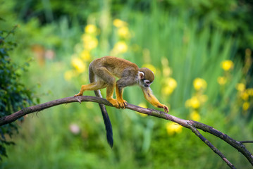 Common squirrel monkey walking on a tree branch
