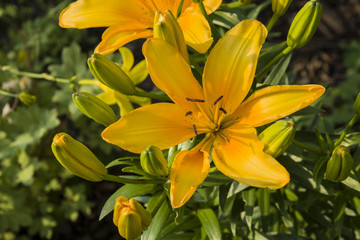Obraz premium Beautiful orange lily