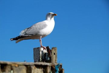 Seagull on a post 