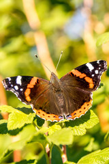 Obraz na płótnie Canvas Atalanta butterfly preparing to fly