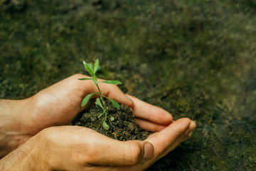 Man gardener hands preparing soil for seedling in the ground.