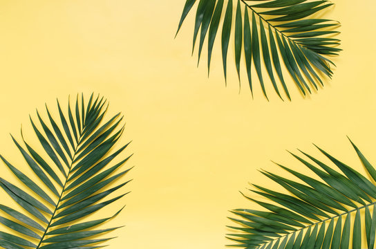 Tropical palm leaves border frame isolated on pastel yellow background isolated