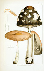 Illustration of mushrooms - 210826714