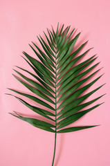 Tropical palm leaf on pastel pink background
