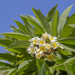 Obraz na płótnie Canvas White Frangipani flower at full bloom during summer and green leaves. Plumeria tree and blue sky, Thailand