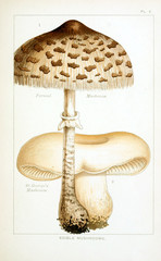 Illustration of mushrooms - 210827381