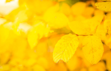 Vibrant fall foliage