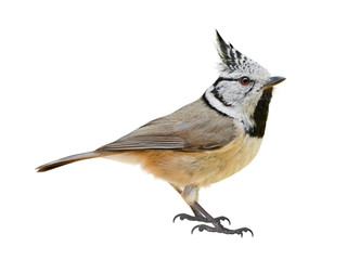 Crested tit (Lophophanes cristatus) Titmouse isolated on white background © Robin
