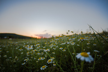 landscapes in the spring