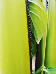 saw shape green leaf plant