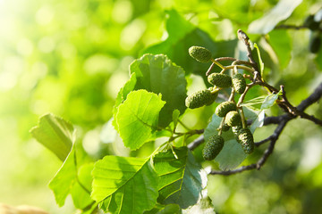 A branch of alder leaves and  green cones. Branch of Alnus glutinosa, the common alder, black alder in spring.