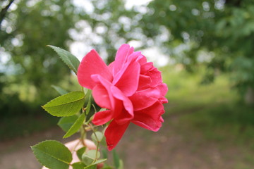  beautiful composition, flowers, summer, summer flowers, bright flowers, joy, inspiration, summer inspiration, bouquet with your own hands, leisure activity, stylish flowers, stylish composition, cool