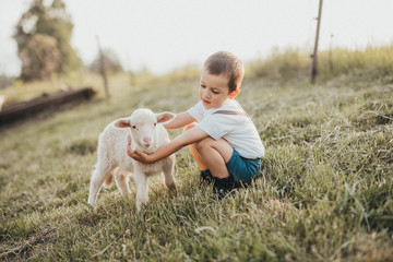 little boy playing with a lamb in a field  - 210829525