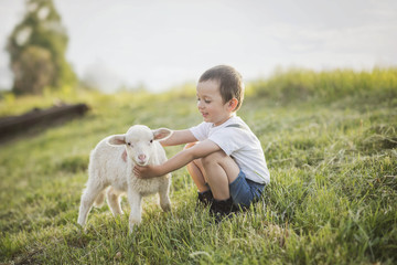 little boy playing with a lamb in a field 