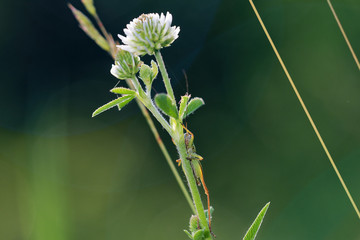 Green grasshopper in its natural environment, Danubian wetland, Slovakia, Europe