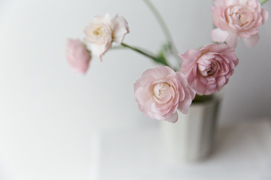 Pink ranunculus in a grey design vase near an bright window.