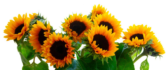 Dahlia and sunflowers