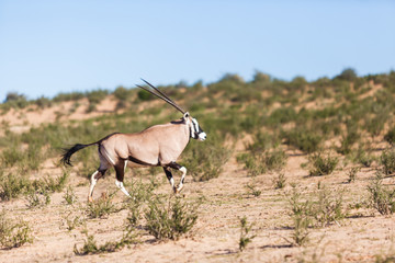 Gemsbok travel vast distances in the Kgalagadi transfrontier park in South Africa. The park is very...