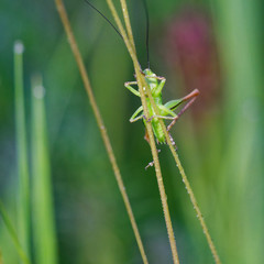 Green grasshopper in its natural environment, Danubian wetland, Slovakia, Europe