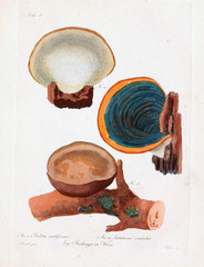 Illustration of mushrooms