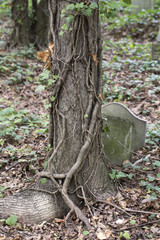 Tombstone on the Prague Jewish Cemetery, Czech Republic