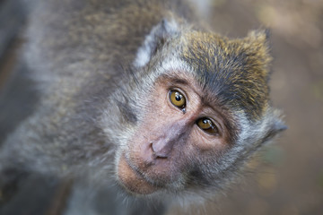 Portrait of a Monkey,long tailed Macaque,close up